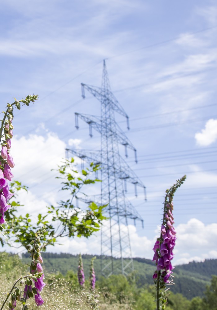 Roter Fingerhut im Vordergrund auf einer Freifläche unter einer Freileitung, im Hintergrund ein Hochspannungsmast. 
