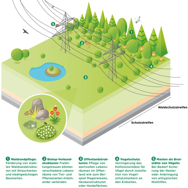 Die Informationsgrafik zeigt einen Geländequerschnitt durch einen Bereich des ökologischen Trassenmanagements. Hierbei beginnt das Bild auf der rechten Seite mit dem Waldrand, geht weiter über die Freileitungstrasse und endet in der Offenland-Struktur.  Zu den einzelnen Punkten steht folgendes geschrieben:  
Waldrandpflege. Förderung von stabilen Waldrandstrukturen mit Straucharten und niedrig wüchsigen Baumarten 
Biotop-Verbundstrukturen: Freileitungstrassen können verschiedene Lebensräume von Tier und Pflanzenarten miteinander verbinden. 
Offenlandstrukturen: Pflege von wertvollen Lebensräumen im Offenland wie zum Beispiel Magerwiesen Heckenstrukturen oder Heideflächen. 
Vogelschutz: Verringerung des Kollisionsrisikos über Vögel durch Installation von Vogelschutzmarkern an den Erdseilen. 
Masten als Brutstätte von Vögeln: bei Bedarf, Sicherung der Nester oder Anbringung von arttypischen Nisthilfen.