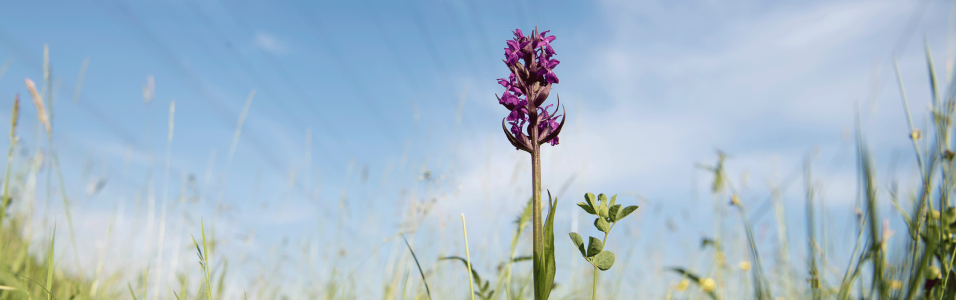 Das Bild zeigt eine lila Blume auf einer grünen Blumenwiese. im Hintergrund Stromleitungen 