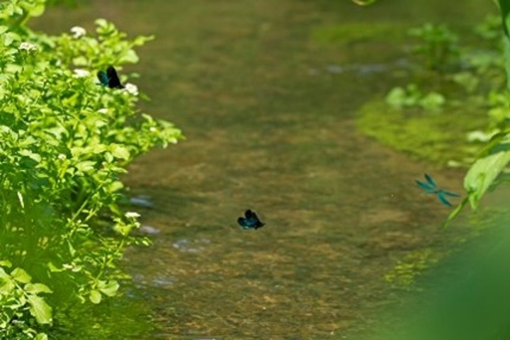 Drei Libellen fliegen bei Sonnenschein über ein flaches, grünliches Gewässer. Am Ufer stehen Pflanzen.