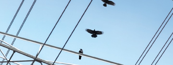 Vögel überfliegen Leiterseile bei blauem Himmel.