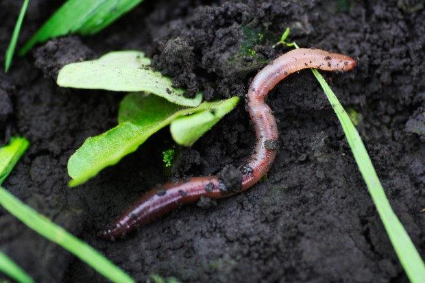 Regenwurm krümmt sich auf dunkler Erde neben grünen Blättern und Grashalmen.