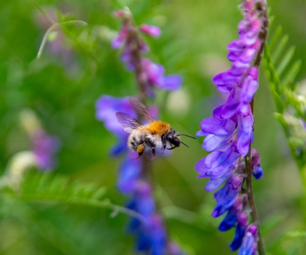 Eine fliegende Wildbiene nähert sich violett-blauen Blüten. Das Bild ist stark vergrößert und zeigt die Biene in einem Moment der Bestäubung – Symbol für Biodiversität und Artenschutz.