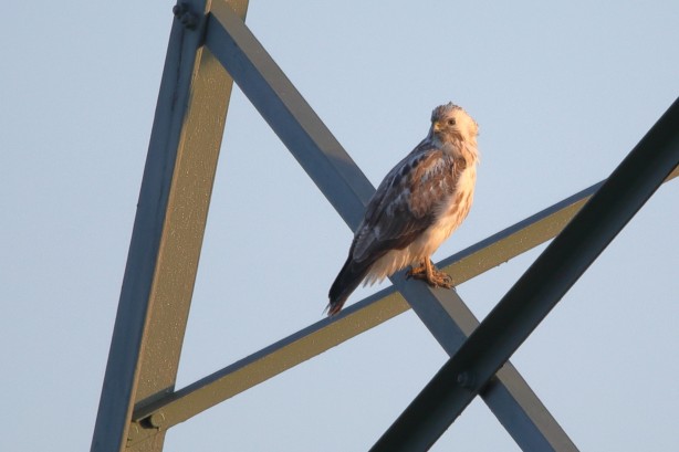 Ein Greifvogel sitzt auf einer Strebe eines Hochspannungsmastes. Der Himmel im Hintergrund ist klar. Das Bild thematisiert den Vogelschutz im Zusammenhang mit Stromleitungen.