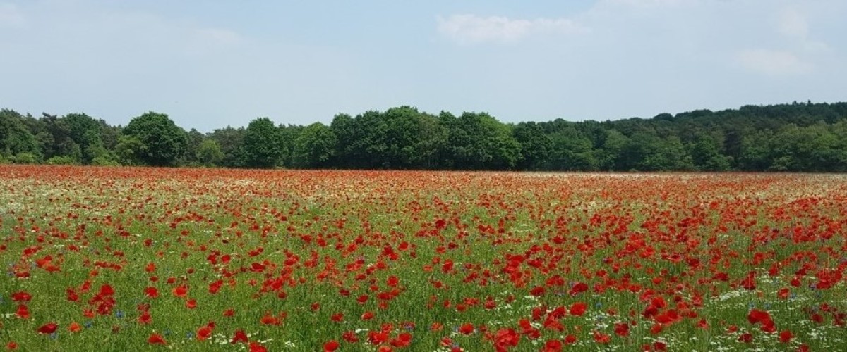 Ein weitläufiges Feld mit dichtem, blühendem roten Mohn erstreckt sich bis zum Horizont. Zwischen den Mohnblumen wachsen vereinzelt weiße Blüten. Im Hintergrund steht eine Baumreihe aus Laubbäumen mit dichtem grünem Blätterdach, darüber ein klarer Himmel. Die kräftigen Farben des Mohns bilden einen starken Kontrast zum satten Grün der Wiese und der Bäume.