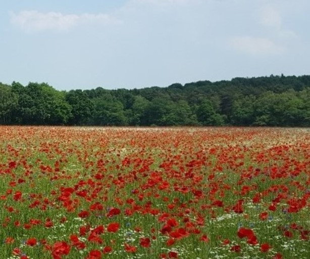 Ein weitläufiges Feld mit dichtem, blühendem roten Mohn erstreckt sich bis zum Horizont. Zwischen den Mohnblumen wachsen vereinzelt weiße Blüten. Im Hintergrund steht eine Baumreihe aus Laubbäumen mit dichtem grünem Blätterdach, darüber ein klarer Himmel. Die kräftigen Farben des Mohns bilden einen starken Kontrast zum satten Grün der Wiese und der Bäume.