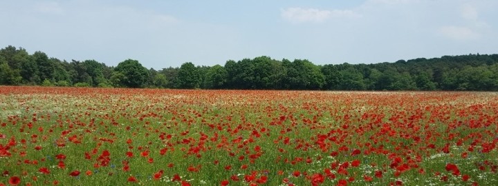 Weite Wiese mit Blumen mit roten Blüten. Am Horizont beginnt ein Wald.