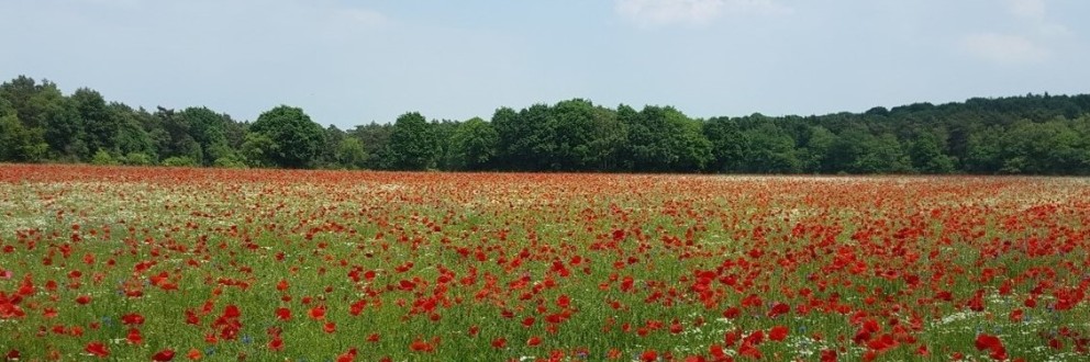 Ein weitläufiges Feld mit dichtem, blühendem roten Mohn erstreckt sich bis zum Horizont. Zwischen den Mohnblumen wachsen vereinzelt weiße Blüten. Im Hintergrund steht eine Baumreihe aus Laubbäumen mit dichtem grünem Blätterdach, darüber ein klarer Himmel. Die kräftigen Farben des Mohns bilden einen starken Kontrast zum satten Grün der Wiese und der Bäume.