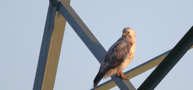 Ein Vogel sitzt auf einer Strebe eines Stommasts.