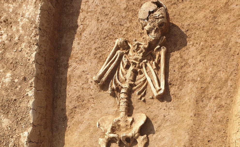 Menschliches Skelett in situ während einer archäologischen Ausgrabung.
