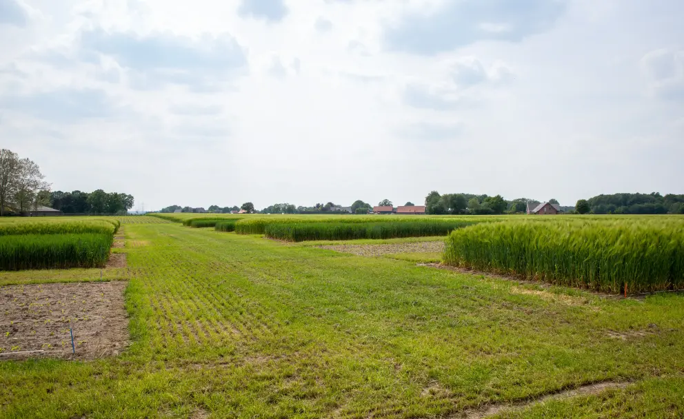 Eine weite Ackerlandschaft mit verschiedenen Getreidefeldern und einem Bauernhof am Horizont unter bewölktem Himmel.