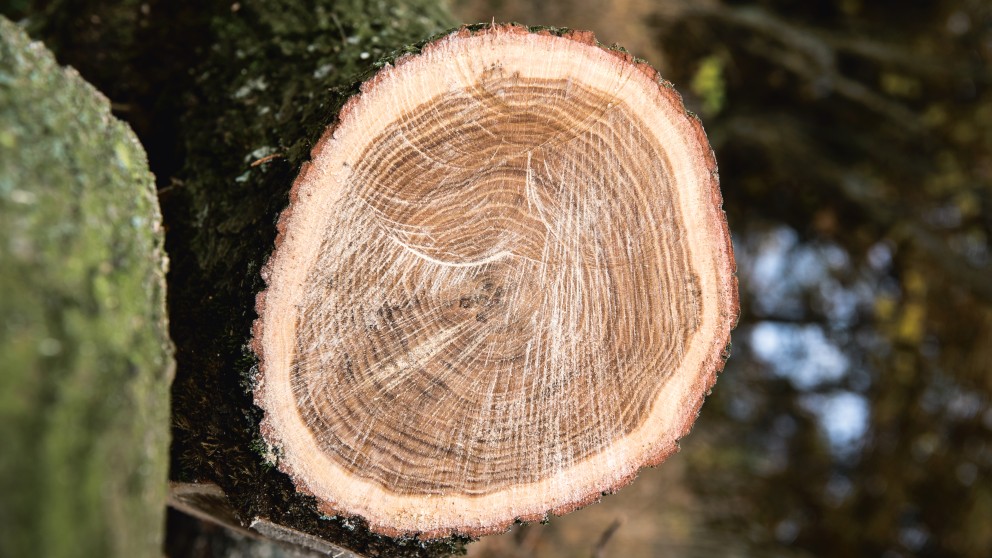 Es folgt eine Bildbeschreibung:
Das Bild im Querformat zeigt eine Baumscheibe in Nahaufnahme.
Ende der Bildbeschreibung