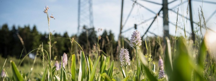 Es folgt eine Bildbeschreibung:
Auf der freundlich wirkenden Fotografie im Querformat im Verhältnis 16:6 ist eine Blumenwiese vor zwei Strommasten abgebildet. Die Blumenwiese und die Masten stehen am Rand eines tiefgrünen Waldes. Das Bild ist auf die Blumen im Vordergrund fokussiert, die Masten sind unscharf.
Ende der Bildbeschreibung.