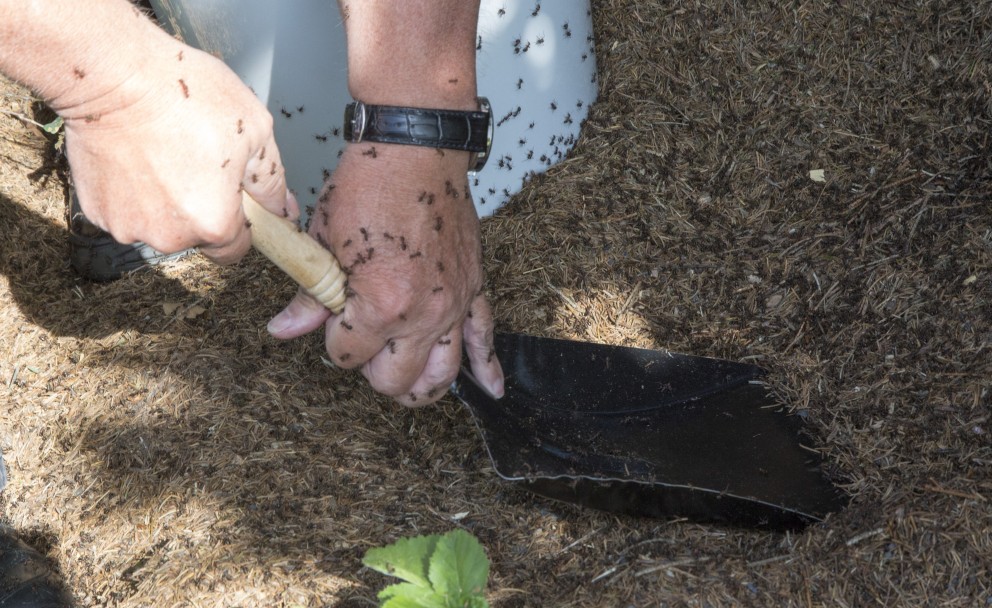 Auf dem Bild sind die Hände eines Mannes zu sehe, der mit einer Schaufel in den Ameisenhügel gräbt. Sehr viele Ameisen krabbeln über seine Hände.