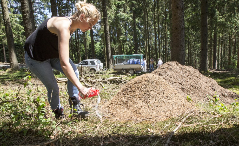 Die Ameisen werden von einer Frau mit Zucker gefüttert