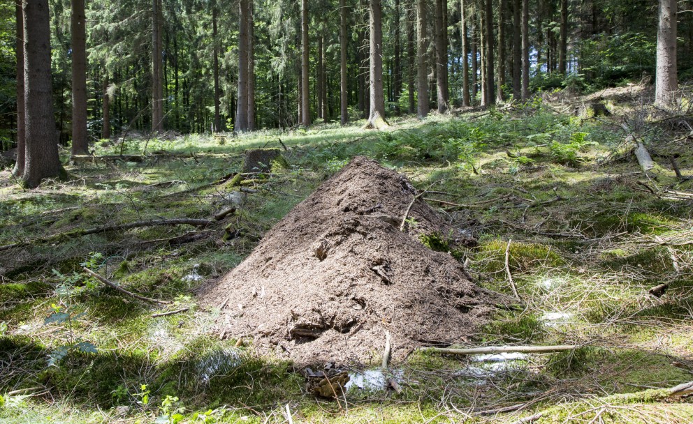 Das Bild zeigt einen Ameisenhügel im Wald
