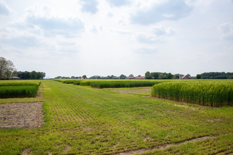 Das Bild zeigt eine ländliche Landschaft mit rekultivierten Flächen, die in verschiedene Bereiche unterteilt sind. Im Vordergrund sind unterschiedlich bewachsene Felder zu sehen: einige Flächen mit dichtem, grünem Gras und andere mit jungen, gleichmäßig angepflanzten Pflanzen oder unbedecktem Boden. Auf der rechten Seite wächst höheres Getreide oder Gras in geordneten Reihen. Die Landschaft erstreckt sich weit bis zum Horizont, wo Häuser, Bäume und kleine Waldstücke zu sehen sind. Der Himmel ist teilweise bewölkt, wodurch die Szene ruhig und harmonisch wirkt. 