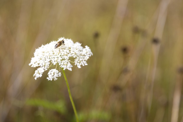 Eine sommerliche Blühwiese mit zahlreichen Wildpflanzen. Auf einem weißblühenden Schleierkraut sitzt eine Biene.
Bildunterschrift: Die natürlichen Lebensräume dienen als wertvolle Nahrungsquelle für heimische Insekten und fördern die Artenvielfalt.