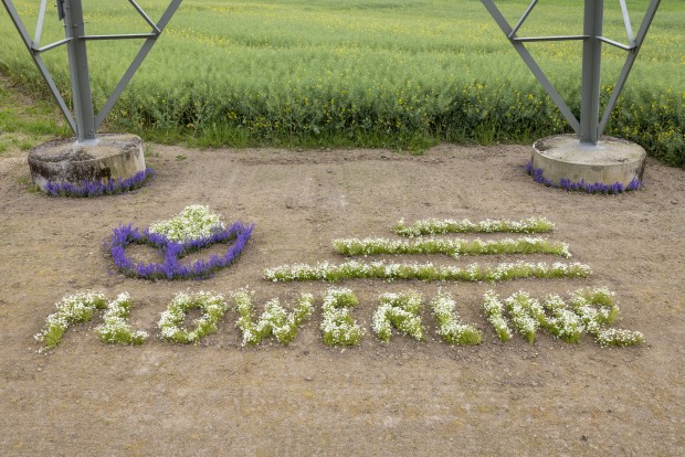 Unter einem Strommast von Amprion erstreckt sich eine angelegte Blumenfläche, die den Schriftzug "Flowerline" bildet.
