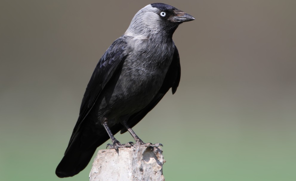 Eine Dohle mit glänzendem schwarzen Gefieder und charakteristischen hellgrauen Augen sitzt aufrecht auf einem grauen Stein.