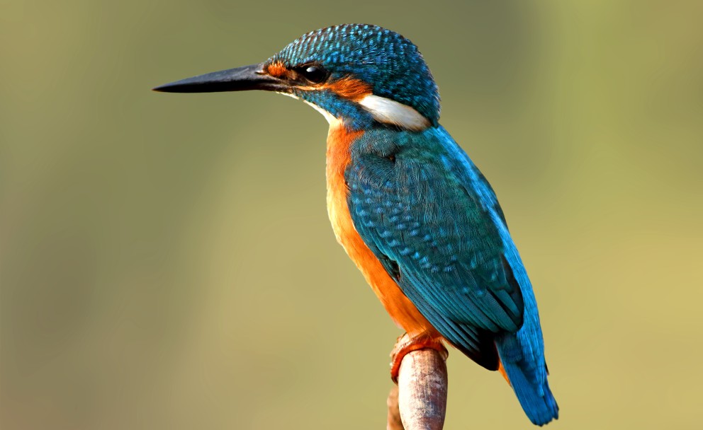 Nahaufnahme eines Eisvogels mit leuchtendem türkis-blauem Rückengefieder und orangeroter Brust. Der markante, lange Schnabel ist deutlich zu erkennen.