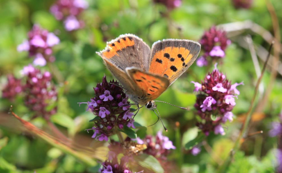 Ein Feuerfalter mit leuchtend roten Flügeln ruht auf einer violetten Blüte.