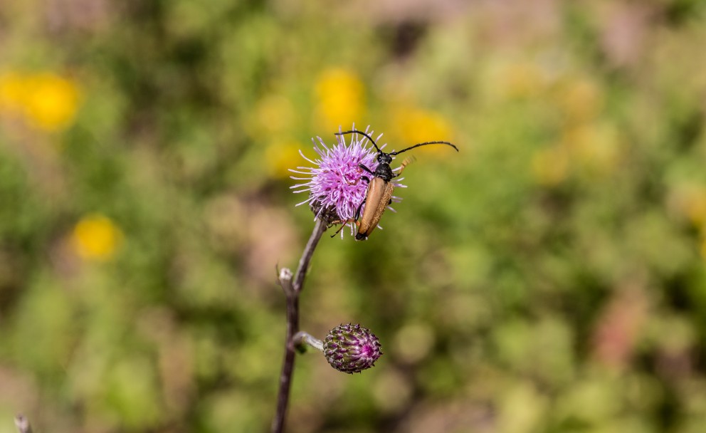 Ein Rothalsbockkäfer sitzt auf einer rosafarbenen Blüte.