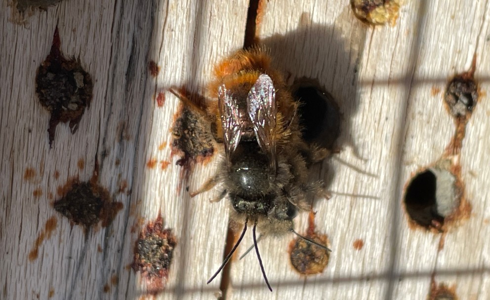 Eine rotbraune Mauerbiene kriecht aus einer runden Öffnung eines Holzblocks in einem Insektenhotel. Ihr pelziger Körper und die transparenten Flügel sind deutlich zu erkennen.