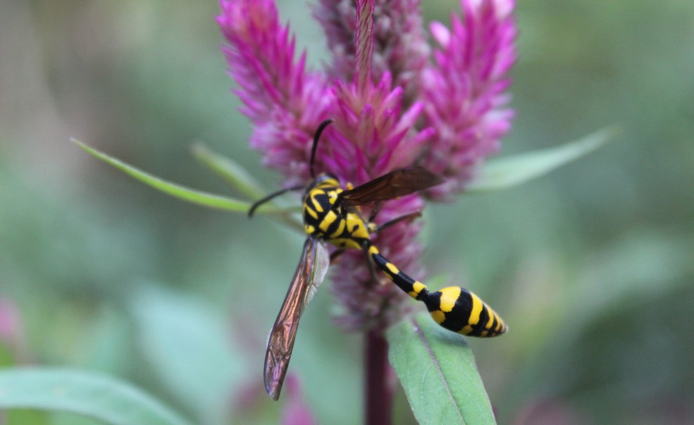 Eine schlanke Mauerwespe mit schwarz-gelbem Körper sitzt auf einer leuchtend violetten Blüte. Die typische Wespentaille ist gut erkennbar, während sie sich auf den Blütenblättern niedergelassen hat.