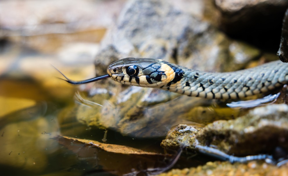Eine Ringelnatter streckt ihren Kopf aus dem Wasser, die glänzenden Schuppen sind gut sichtbar.