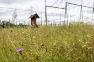 Ein Strommast von Amprion auf freiem Feld mit einem installierten Nistkasten für Falken auf der obersten Traverse.