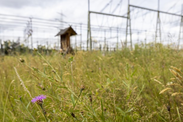 Ein Strommast von Amprion auf freiem Feld mit einem installierten Nistkasten für Falken auf der obersten Traverse.