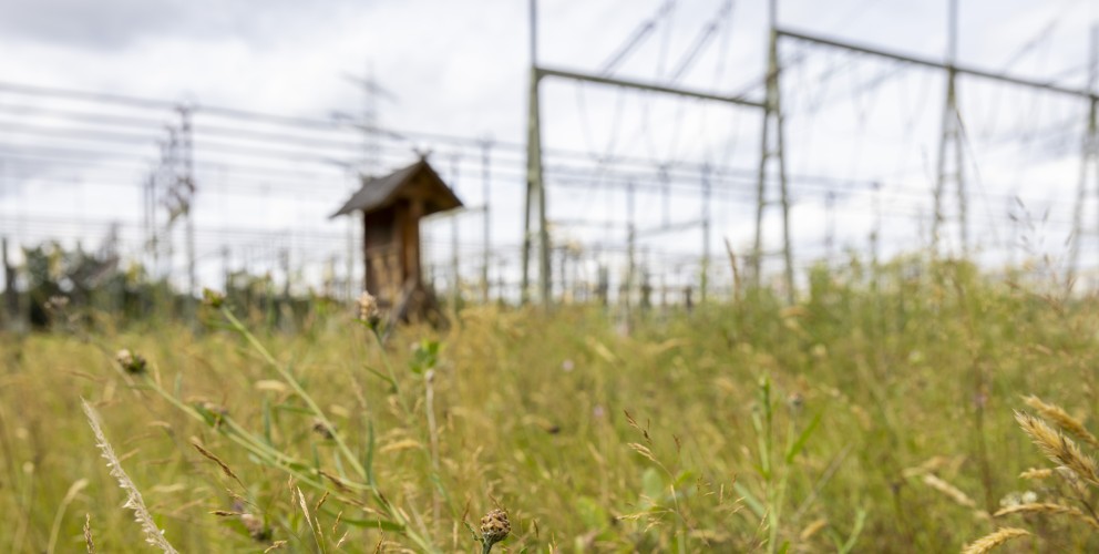 Ein Strommast von Amprion auf freiem Feld mit einem installierten Nistkasten für Falken auf der obersten Traverse.