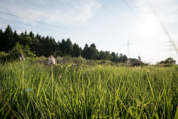 Sonnenbeschienene Wiesenfläche unter parallel verlaufenden Stromtrassen. Auf der Wiese blühen verschiedene Orchideenarten, darunter das Gefleckte Knabenkraut mit seinen charakteristischen lila Blütenständen und gefleckten Blättern.
