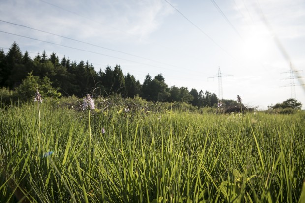 Sonnenbeschienene Wiesenfläche unter parallel verlaufenden Stromtrassen. Auf der Wiese blühen verschiedene Orchideenarten, darunter das Gefleckte Knabenkraut mit seinen charakteristischen lila Blütenständen und gefleckten Blättern.