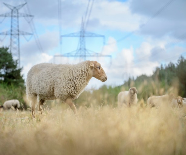 Mehrere Schafe, eines groß im Vordergrund, grasen auf einer Wiese mit hohem, trockenem Gras. Im Hintergrund ist ein großer Strommast sichtbar.
