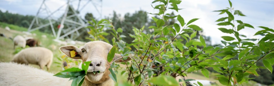 Ein Schaf mit beigem Vlies und gelber Ohrmarke frisst Blätter eines Strauchs auf einer Wiese. Im Hintergrund ist ein großer Strommast sichtbar.