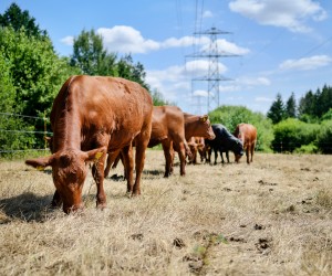  Eine Herde brauner Rinder grast auf einer trockenen Weide. Im Vordergrund steht ein großes, braunes Rind mit gesenktem Kopf beim Fressen. Im Hintergrund verlaufen Strommasten unter einem leicht bewölkten, blauen Himmel, flankiert von grünen Bäumen.