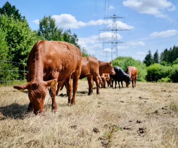  Eine Herde brauner Rinder grast auf einer trockenen Weide. Im Vordergrund steht ein großes, braunes Rind mit gesenktem Kopf beim Fressen. Im Hintergrund verlaufen Strommasten unter einem leicht bewölkten, blauen Himmel, flankiert von grünen Bäumen.