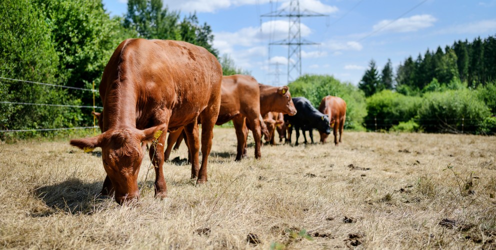  Eine Herde brauner Rinder grast auf einer trockenen Weide. Im Vordergrund steht ein großes, braunes Rind mit gesenktem Kopf beim Fressen. Im Hintergrund verlaufen Strommasten unter einem leicht bewölkten, blauen Himmel, flankiert von grünen Bäumen.