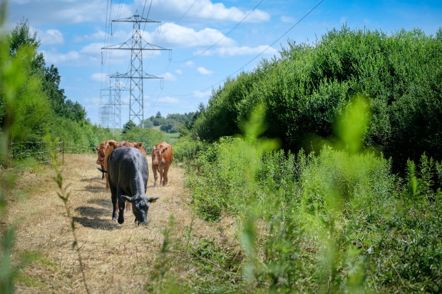 Ein schwarzes Rind grast auf einem schmalen Weideweg und läuft auf die Kamera zu. Dahinter folgen einige braune Rinder. Der Weg wird rechts von dichten grünen Büschen flankiert, während im linken Hintergrund eine Reihe hoher Strommasten in die Ferne verläuft. Unscharfe grüne Blätter rahmen das Bild im rechten Vordergrund ein.