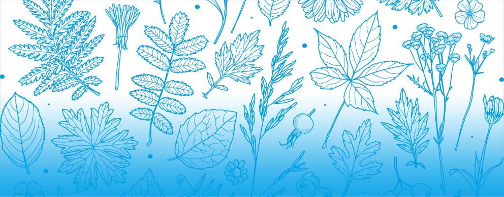 Das gezeichnete Titelbild zeigt verschiedene Blätter und Pflanzen in blauf auf weißem Grund. Es ist vergleichbar mit Zeichnungen aus einem Herbarium.