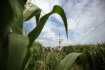 Fotografie aus Bodennähe durch Maispflanzen hindurch auf eine Hochspannungsleitung. Im Hintergrund sind ein Mast, mehrere Fahrzeuge und Personen im Arbeitseinsatz zu sehen. Die Stromleitungen verlaufen weit über das Feld hinweg. Teils bewölkter Himmel.