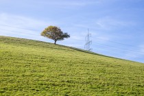 Das Bild zeigt einen grün bewachsenen Hügel mit einem Kugelbaum auf seiner Kuppe. Im Hintergrund verläuft eine Freileitung.