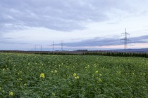 Das Bild zeigt eine Trasse vor einem Rapsfeld.