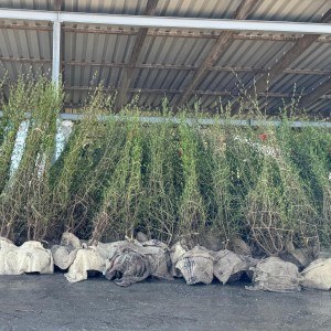 Das Bild zeigt eine große Gruppe von aufrecht stehenden, jungen Bäumen oder Sträuchern, die dicht nebeneinander in einer Lagerhalle oder einem ähnlichen überdachten Bereich platziert sind. Die Pflanzen sind hoch und schlank, mit vielen feinen Ästen, die in die Höhe ragen. Sie haben bereits kleine grüne Blätter ausgetrieben, was darauf hindeutet, dass es Frühling ist oder die Pflanzen aus einem Gewächshaus stammen.  Die unteren Teile der Stämme jeder Pflanze sind in grobes, hellbraunes Jute- oder Sackleinenmaterial eingewickelt und verschnürt. Dies deutet darauf hin, dass es sich um wurzelverpackte Pflanzen handelt, die möglicherweise zum Verkauf oder zur Verpflanzung vorbereitet wurden. Die Anzahl der Pflanzen ist beträchtlich und füllt einen großen Teil des Bildes.  Im Hintergrund sind undeutlich einige gestapelte Gegenstände zu erkennen, die mit weißer oder heller Folie verpackt sind, sowie Teile der metallenen Dachkonstruktion der Halle. Der Boden ist ein grauer, vermutlich betonierten Untergrund. Die Lichtverhältnisse deuten auf Tageslicht hin, das möglicherweise durch eine Öffnung im Dach oder an den Seiten einfällt.