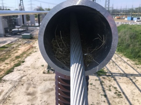 Die Meisenfamilie scheint sich auf der Baustelle der Amprion GmbH in Eiberg sichtlich wohl zu fühlen. Vater und Mutter Meise ziehen gerade drei Küken in einem Aluminiumrohr in luftiger Höhe groß.