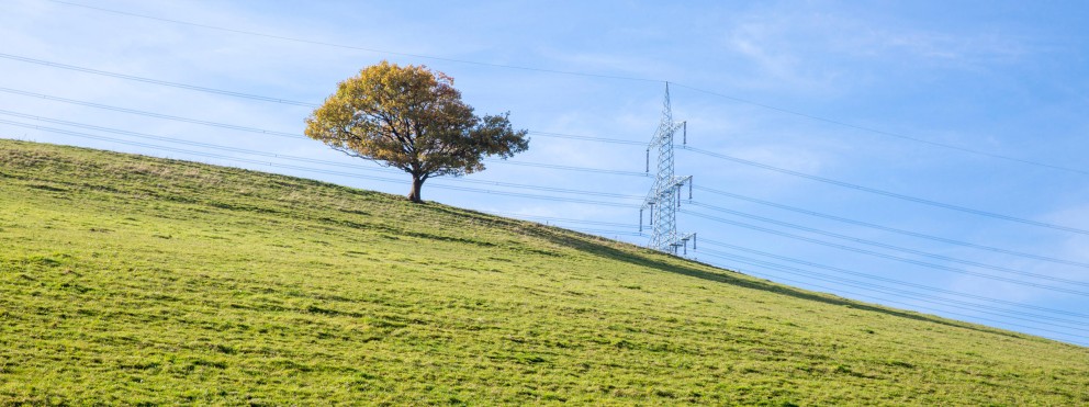 Das Foto zeigt einen Kugelbaum auf einem Hügel im Hintergrund eine Trasse im Sonnenschein.