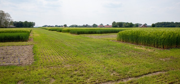 Landwirtschaftlich genutzte fläche bei sonnigem Wetter. In der Bildmitte befindet sich ein Korridor mit niedrigem Grasbewuchs.